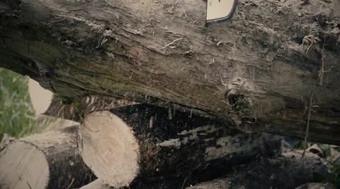 Cutting trunk with chainsaw / Slow motion Stock Footage 68375903