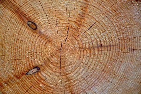 Cutting of a trunk of a coniferous tree	 Stock Photos