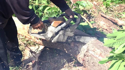 Cutting trunk tree in forest by wood cutter 動画素材 217423132