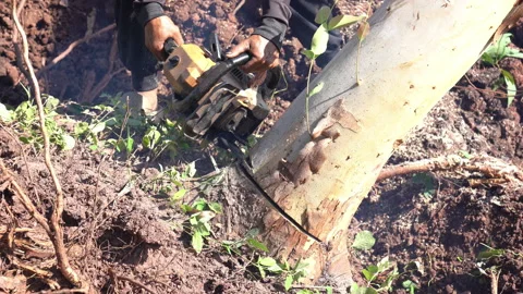 Cutting trunk tree in forest by wood cutter Stock Footage 217425970