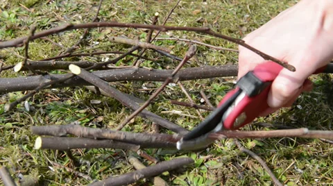 Cutting twigs of apple tree in springtime Stock-Footage 33741809