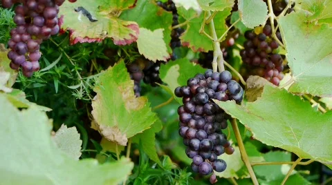 Cutting Vine - Perspective 1 Stock Footage 855094