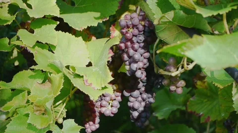 Cutting Vine - Perspective 2 스톡 동영상 855152