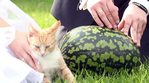 Cutting Watermelon and Ginger Cat Video stock 36581198