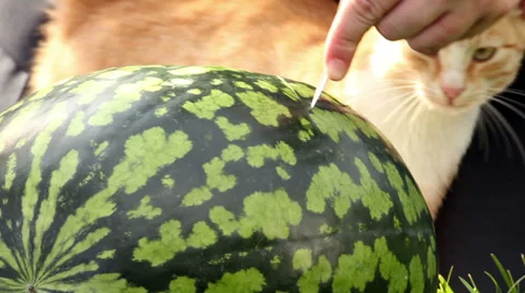 Cutting Watermelon and Ginger Cat 2 Video stock 36581320