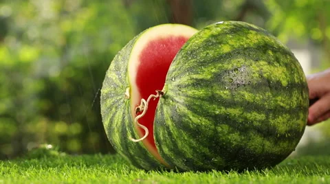 Cutting watermelon, Closeuo shot. Editing. Ready for use. Stock Footage 51412379