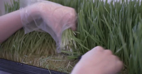 Cutting Wheatgrass Ending on a Rack Focus Stock Footage 61193727