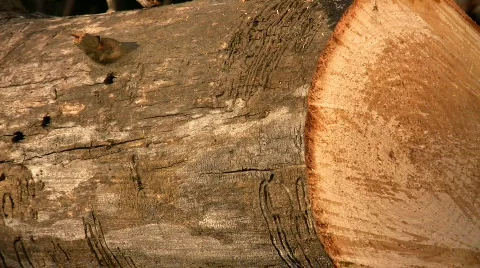 Cutting wood with a chainsaw Stock-Footage 359544