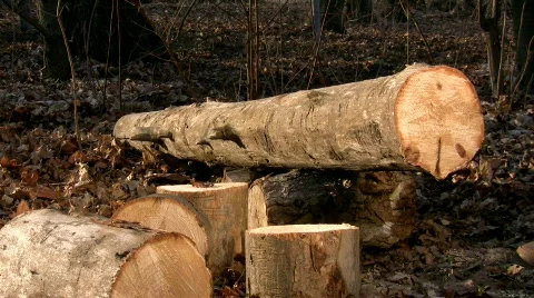 Cutting wood with a chainsaw Video stock 362074