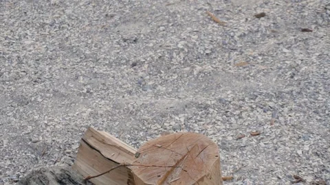 Cutting wood with large sharp ax. Man chops firewood on sand sea shore Stock Footage 145302857
