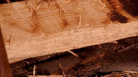 Cutting of a wooden beam with an ax Stock Footage 80388807