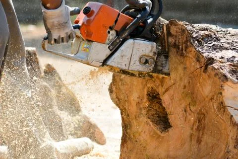 Cutting woods in logs Stock Photos