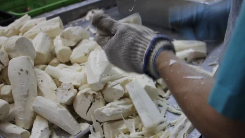 Cutting Yuca for packaging Stock Footage 91333479