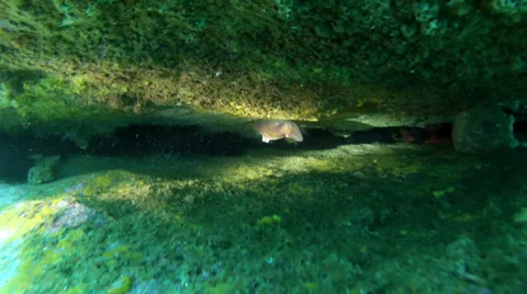 Cuttle fish Stock Footage 27816344