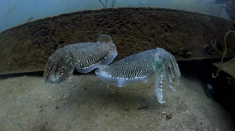 Cuttle fish in love Vidéo 39981884