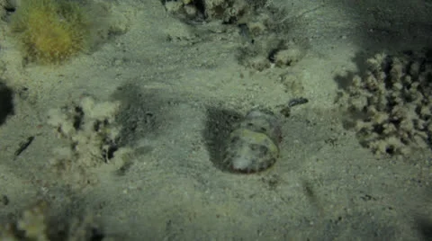 Cuttle fish at night Stock Footage 22709107