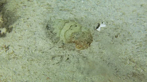 Cuttle fish at night Stock Footage 22709131