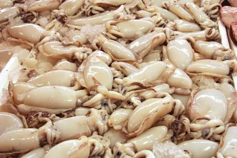 Cuttle fish Stock Photos