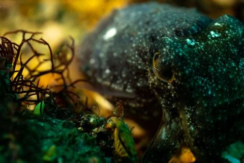 Cuttle fish Foto stock