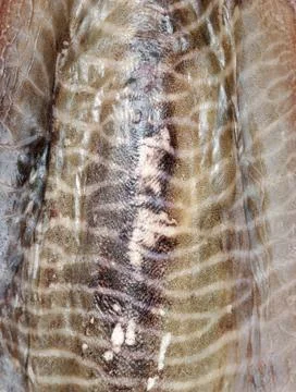 Cuttle fish skin texture Stock-Fotos