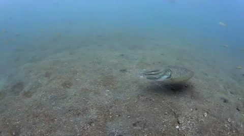 Cuttle fish swam away Vidéo 39981820