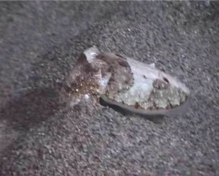 Cuttlefish 20 - PAL 動画素材 80312