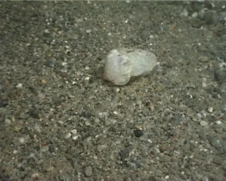 Cuttlefish 23 - PAL 動画素材 80327