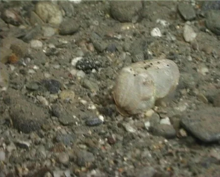 Cuttlefish 24 - PAL 動画素材 80328