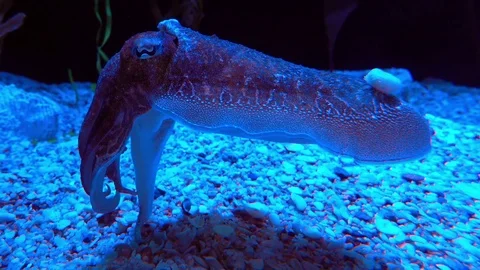 Cuttlefish. 4K footage. Stock Footage 74434348