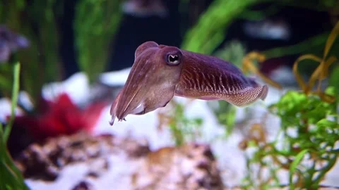 Cuttlefish. 4K footage. Stock Footage 266597171