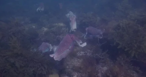 Cuttlefish Aggregation In Australian Winter Stock Footage 318055972