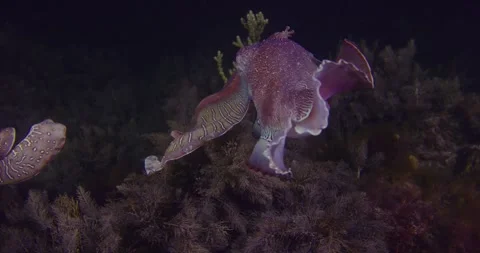 Cuttlefish Aggregation Swimiming Graceful At Night Stock Footage 318055964