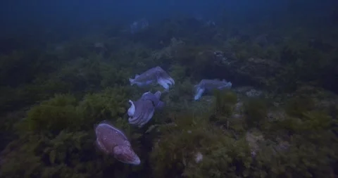 Cuttlefish Aggregation, Wide Shot Stock Footage 318065428