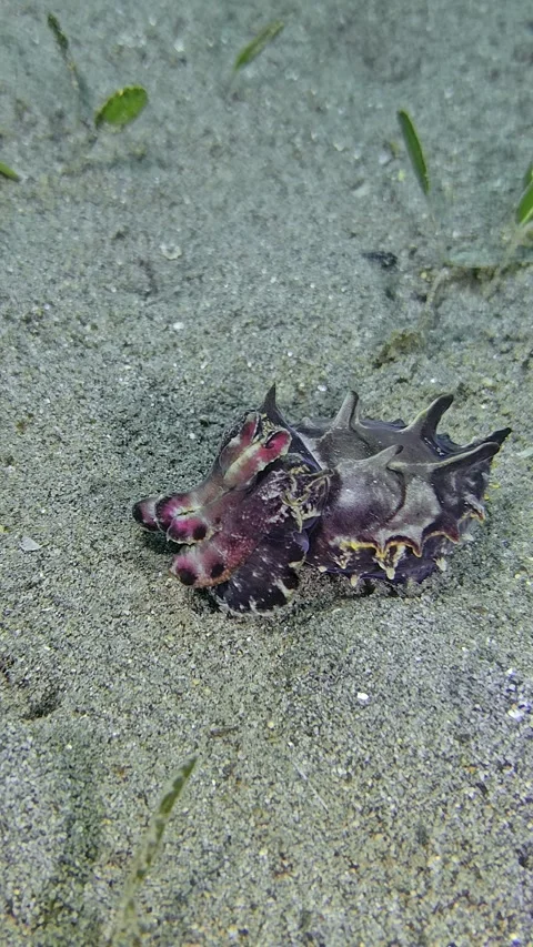 Cuttlefish among the seaweed Stock Footage 345619484
