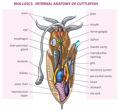 Cuttlefish anatomy Stock Illustration