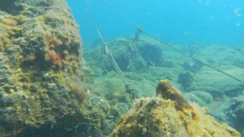 Cuttlefish and Fish Encounter Stock Footage 223684169