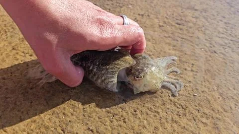 Cuttlefish and hand Stock Photos
