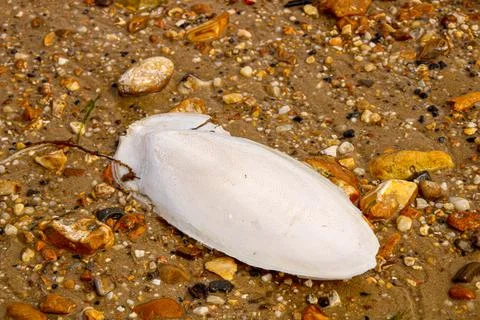 Cuttlefish on beach Stock Photos