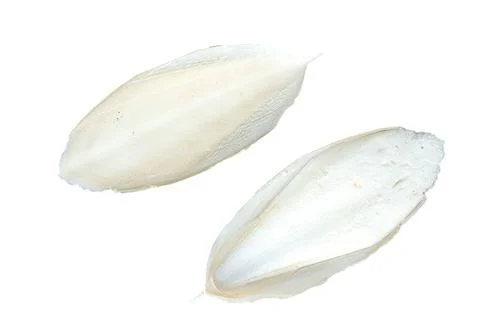 Cuttlefish bone aka cuttlebone, the internal shell of dead cuttlefish on white Stock Photos