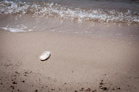 Cuttlefish bone on the beach Stock Photos