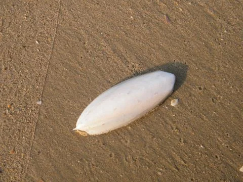 Cuttlefish bone on sand at the beach with sunlight. Stock Photos