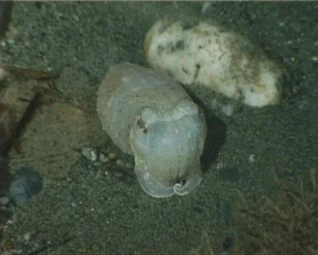 Cuttlefish (C076) 動画素材 103197