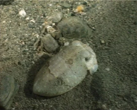 Cuttlefish (C078) Video stock 103206