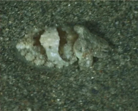 Cuttlefish (C079) Video stock 103213
