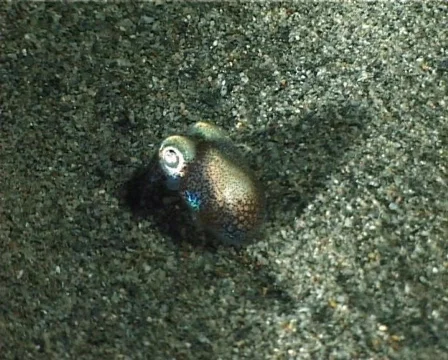 Cuttlefish (C080) 動画素材 103221