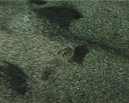 Cuttlefish (C081) 動画素材 103235