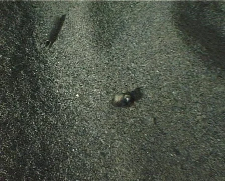 Cuttlefish (C082) 動画素材 103266