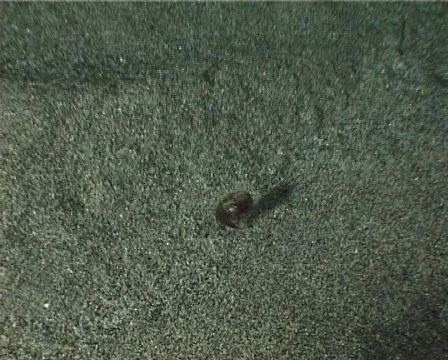 Cuttlefish (C083) 動画素材 103296