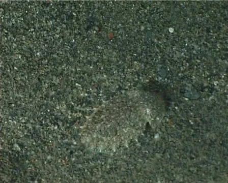 Cuttlefish (C084) Video stock 103303