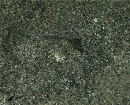 Cuttlefish (C085) 動画素材 103903